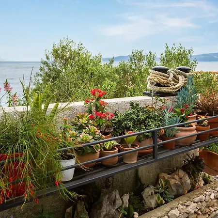 Seaside Kamelia